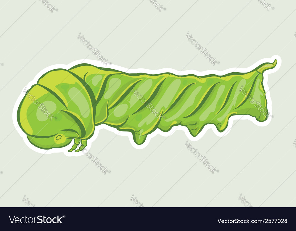 Green Caterpillar Close-up