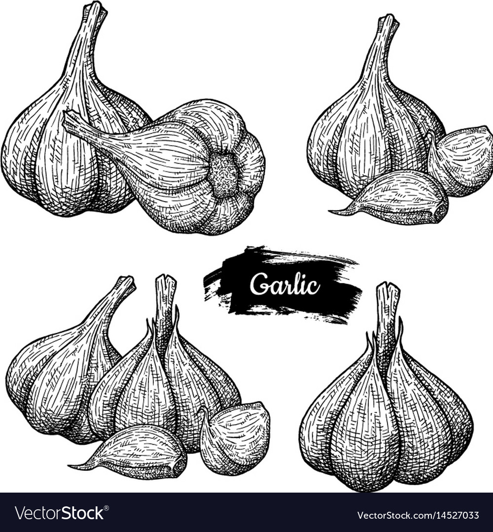 Garlic drawing isolated on white background