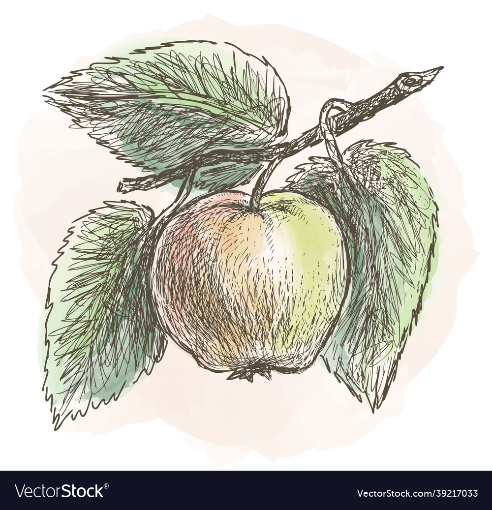 Outline image of ripe apple on tree branch