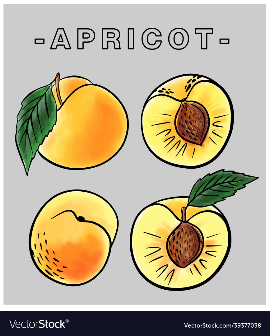 Apricot2