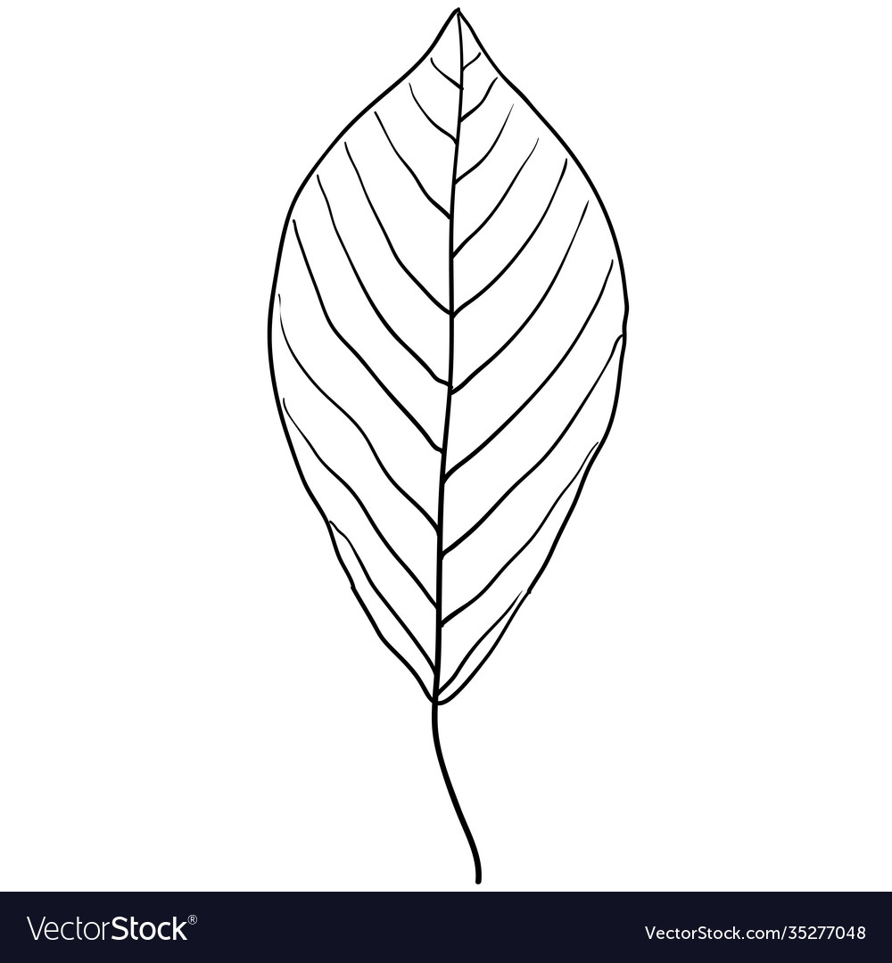 Sketches silhouettes leaves on white background Vector Image