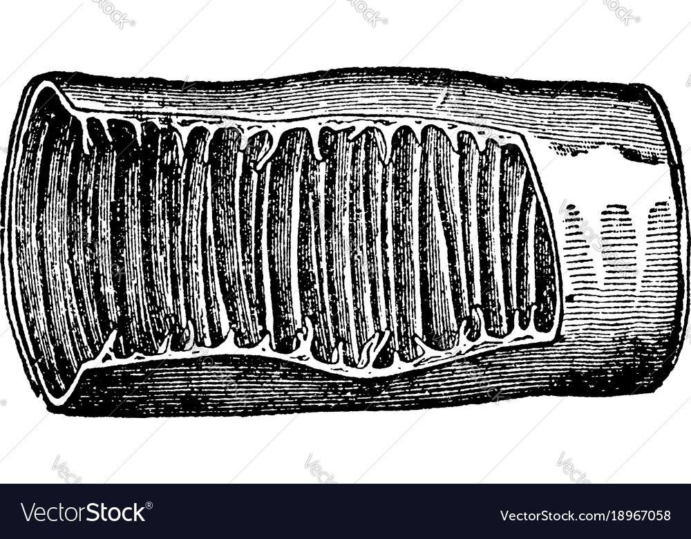 Valvulae conniventes of the intestines vintage Vector Image