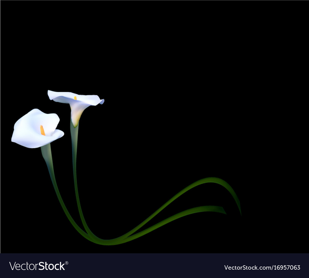 Abstract floral background with calla flower