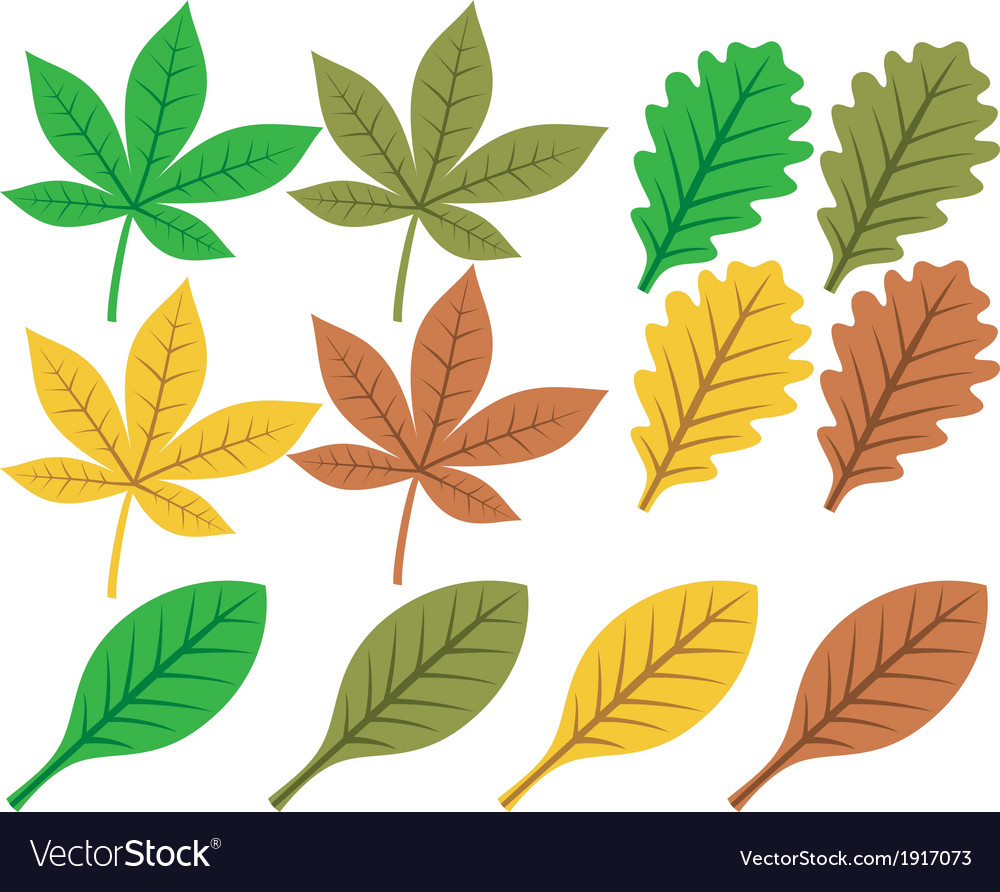 Collection leaf silhouettes Royalty Free Vector Image