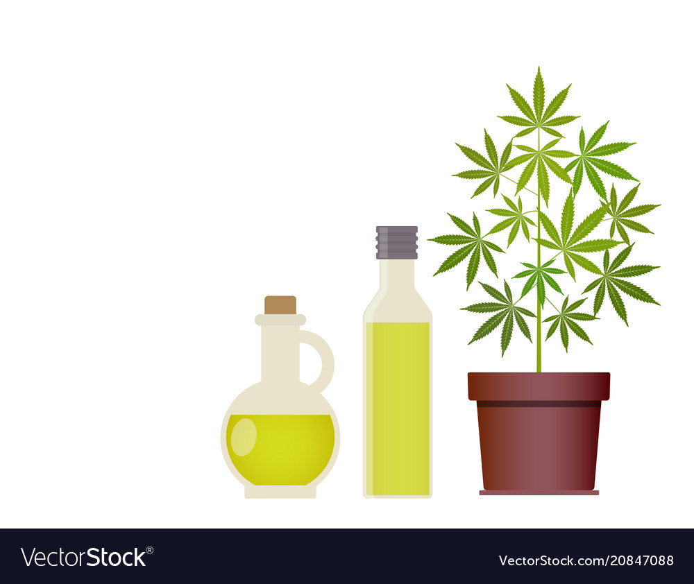 Marijuana plant and cannabis oil medical