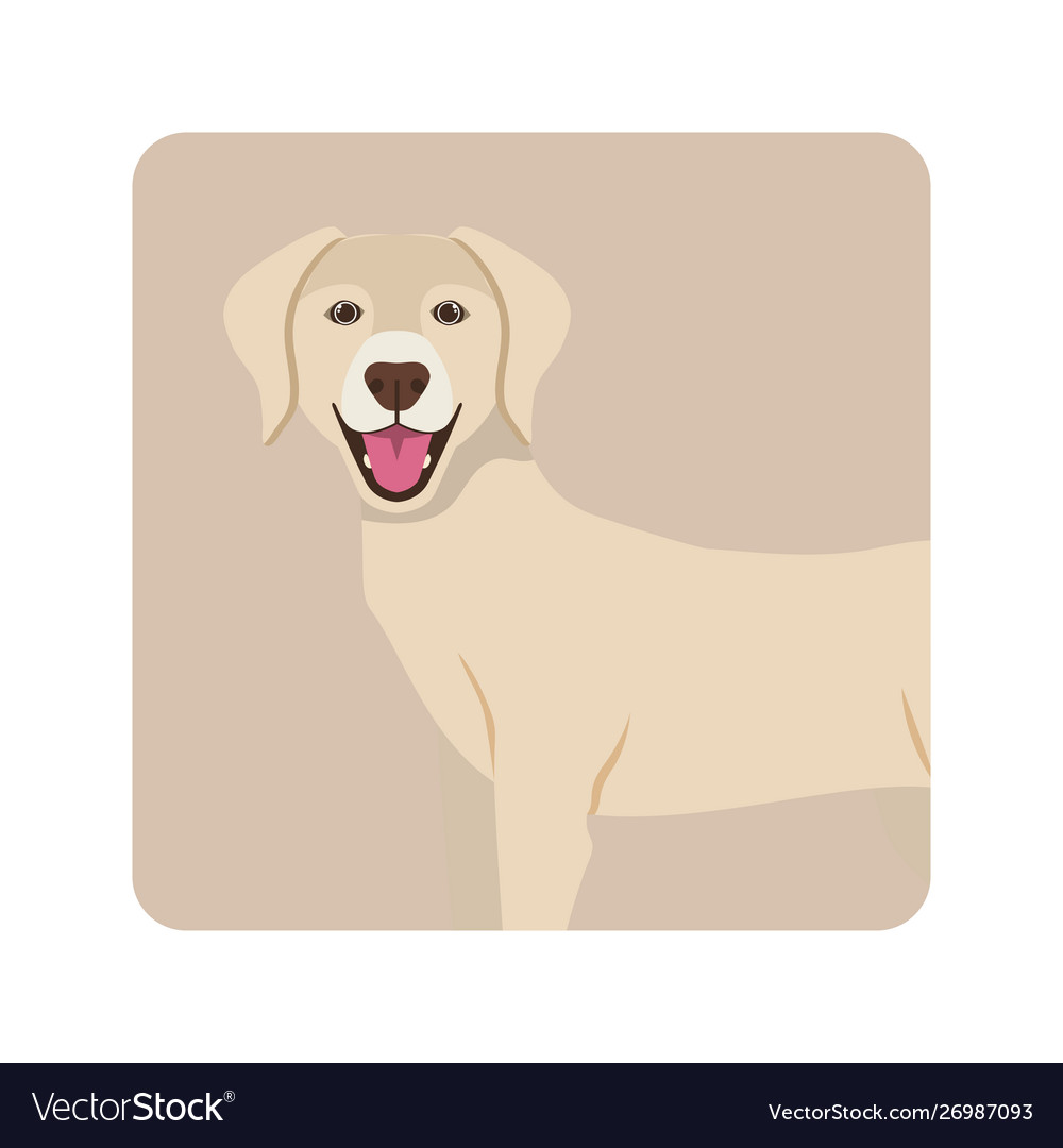 Cute labrador retriever dog on white background