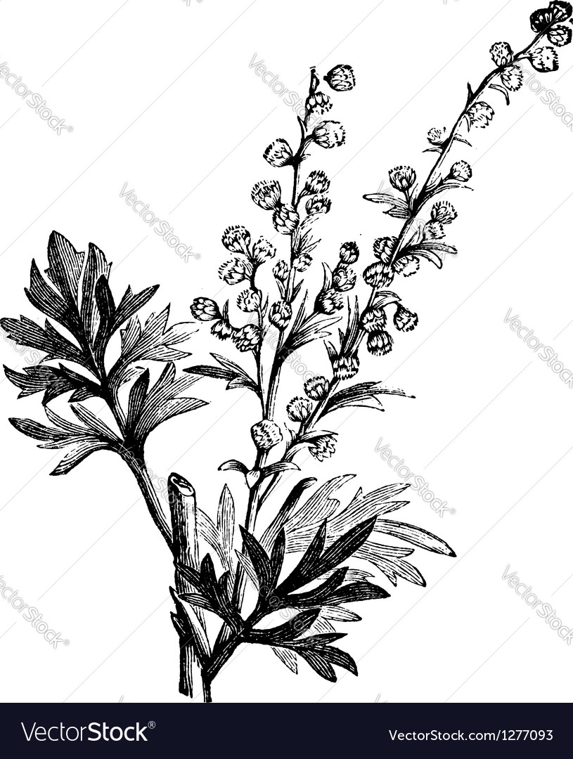 Wormwood Engraving - Artemisia Absinthium