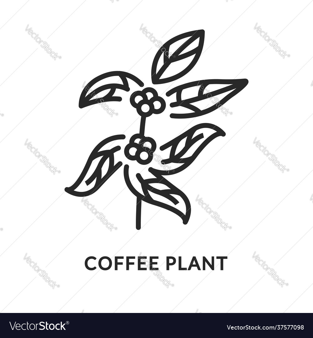 Branch coffee tree flat line icon