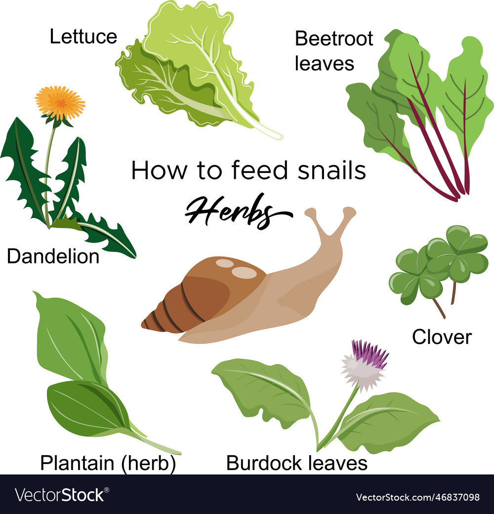 Guide how to feed snails herbs that snail can eat Vector Image