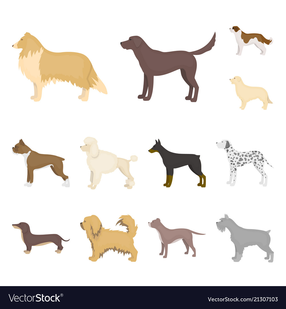 Dog breeds cartoon icons in set collection