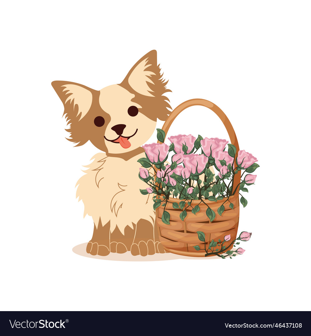 Happy chihuahua puppy and a basket of flowers