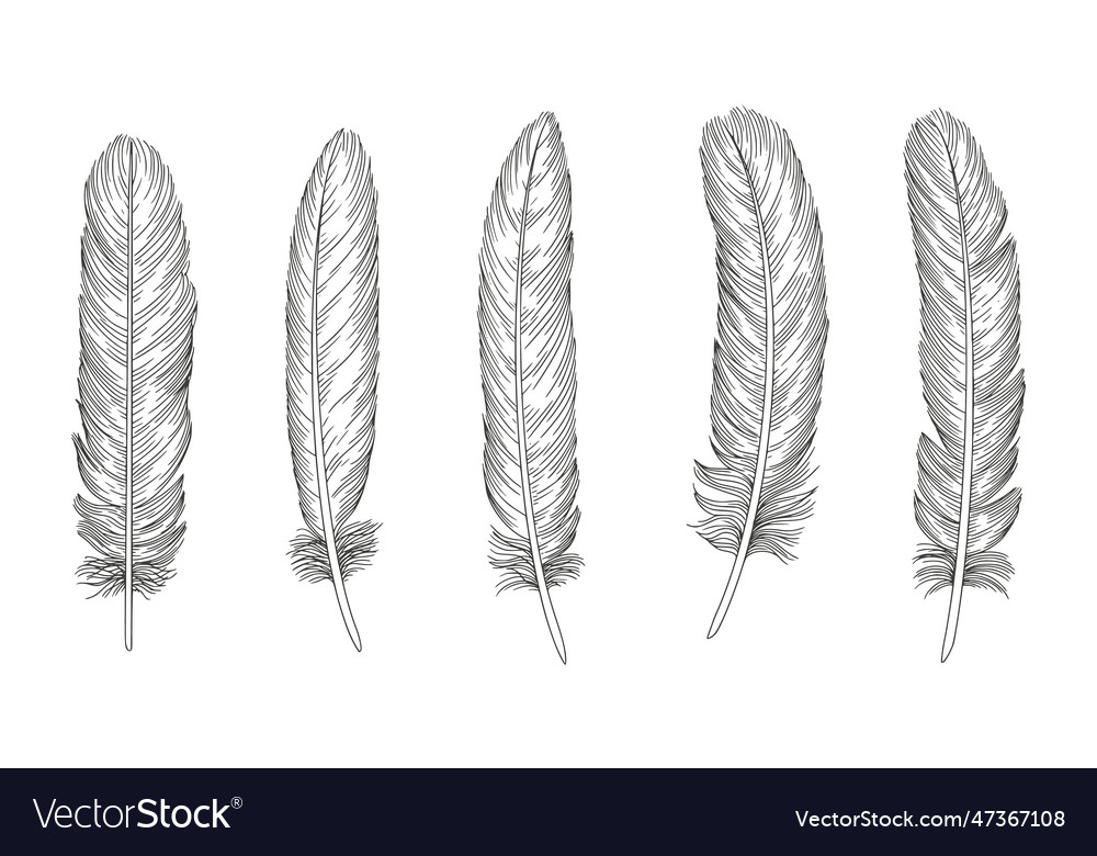 Set of bird feathers hand drawn