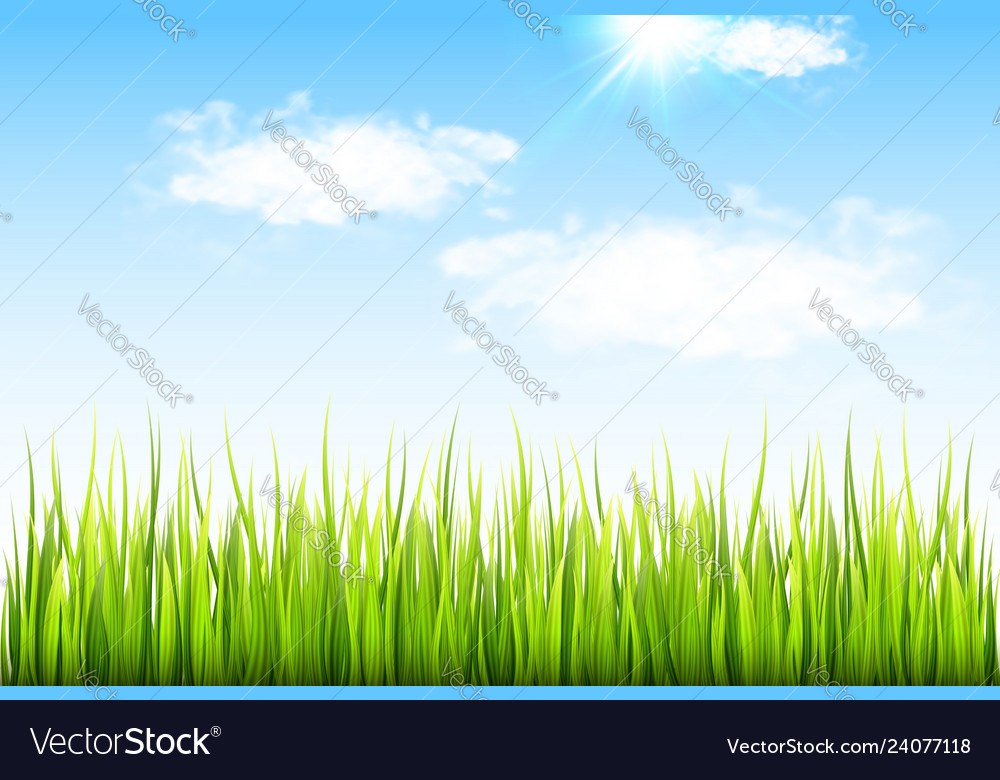 Spring background with green grass