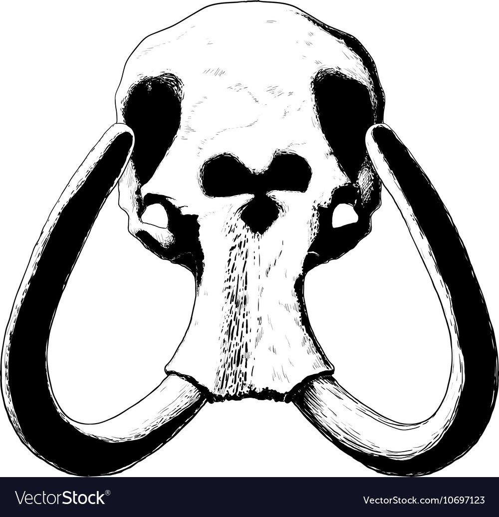 Mammoth Skulls