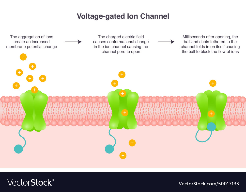 Voltage-gated ion channel Royalty Free Vector Image