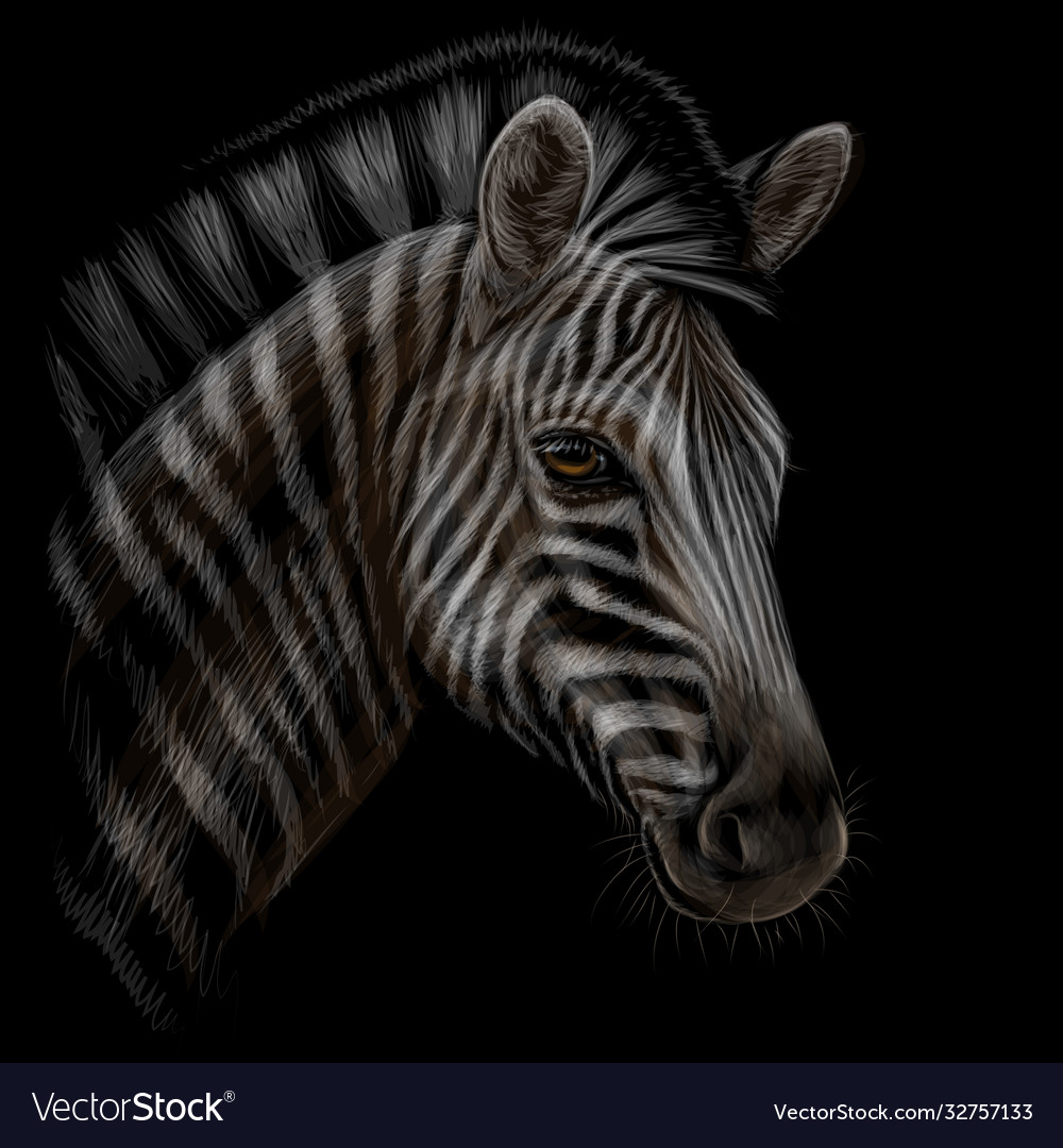 Zebra color realistic hand-drawn portrait Vector Image