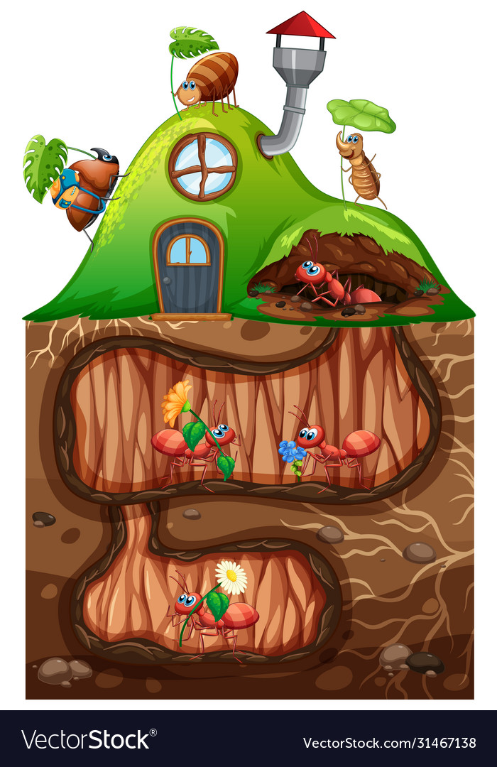 Scene with ants living underground in garden Vector Image