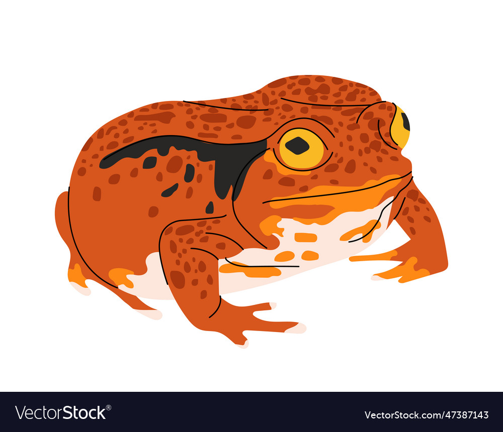 Tropical colorful frog concept