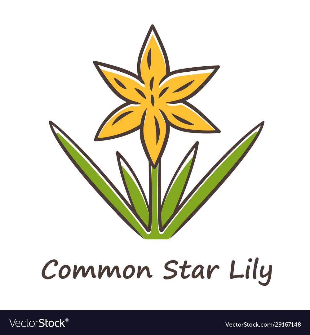Gemeinsame Stern lily gelbe Farbe Ikone blühen vector image Gemeinsame Stern lily gelbe Farbe Ikone blühen