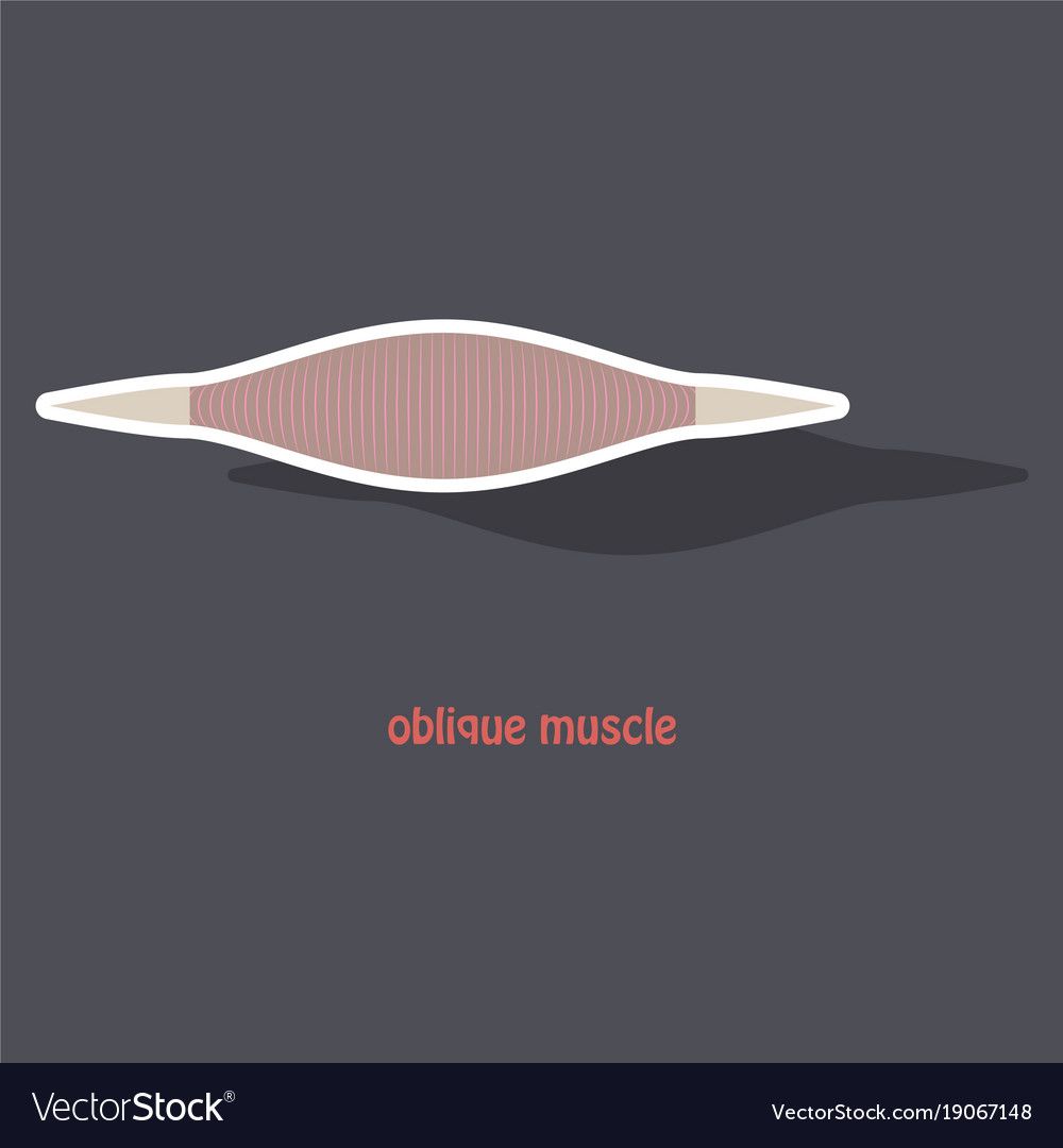 Sticker external oblique muscles of chest thorax