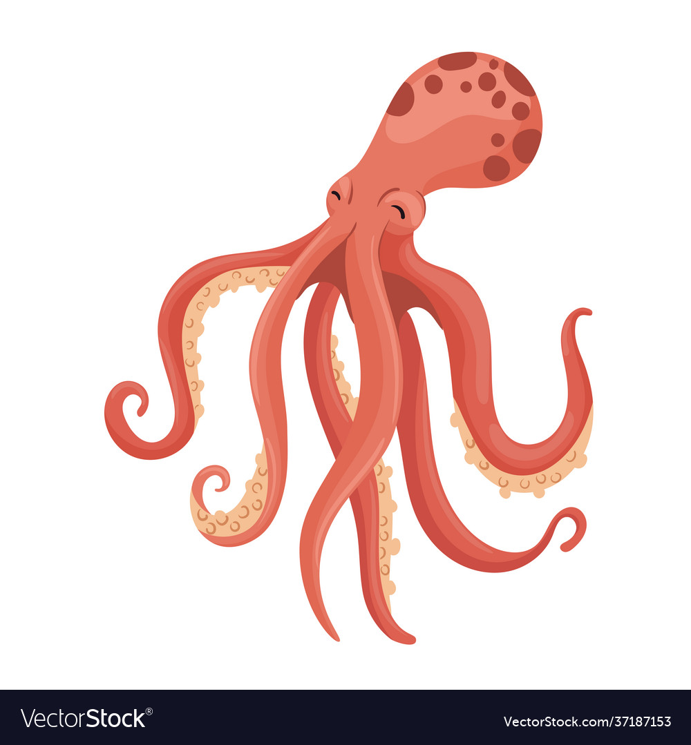 Octopus marine animal Royalty Free Vector Image