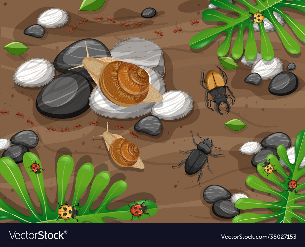 Top view different types insect vector image Top view different types insect