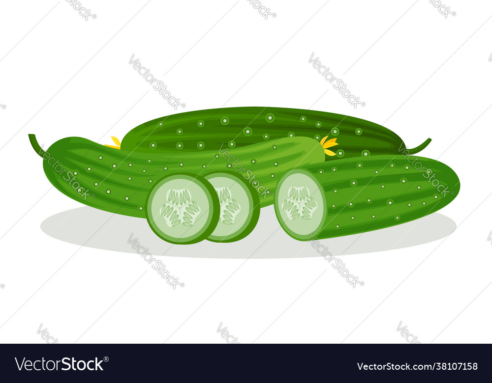 Image cucumbers and slices vector image Image cucumbers and slices