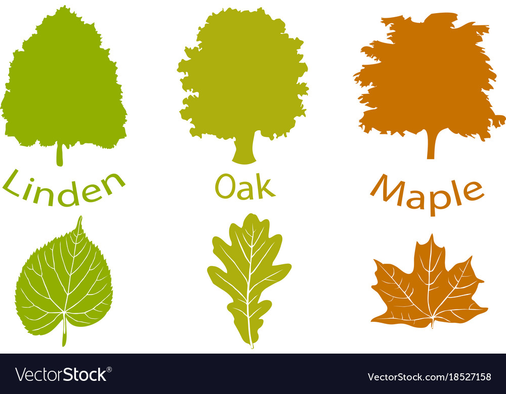 Set of simple icons trees and leaves