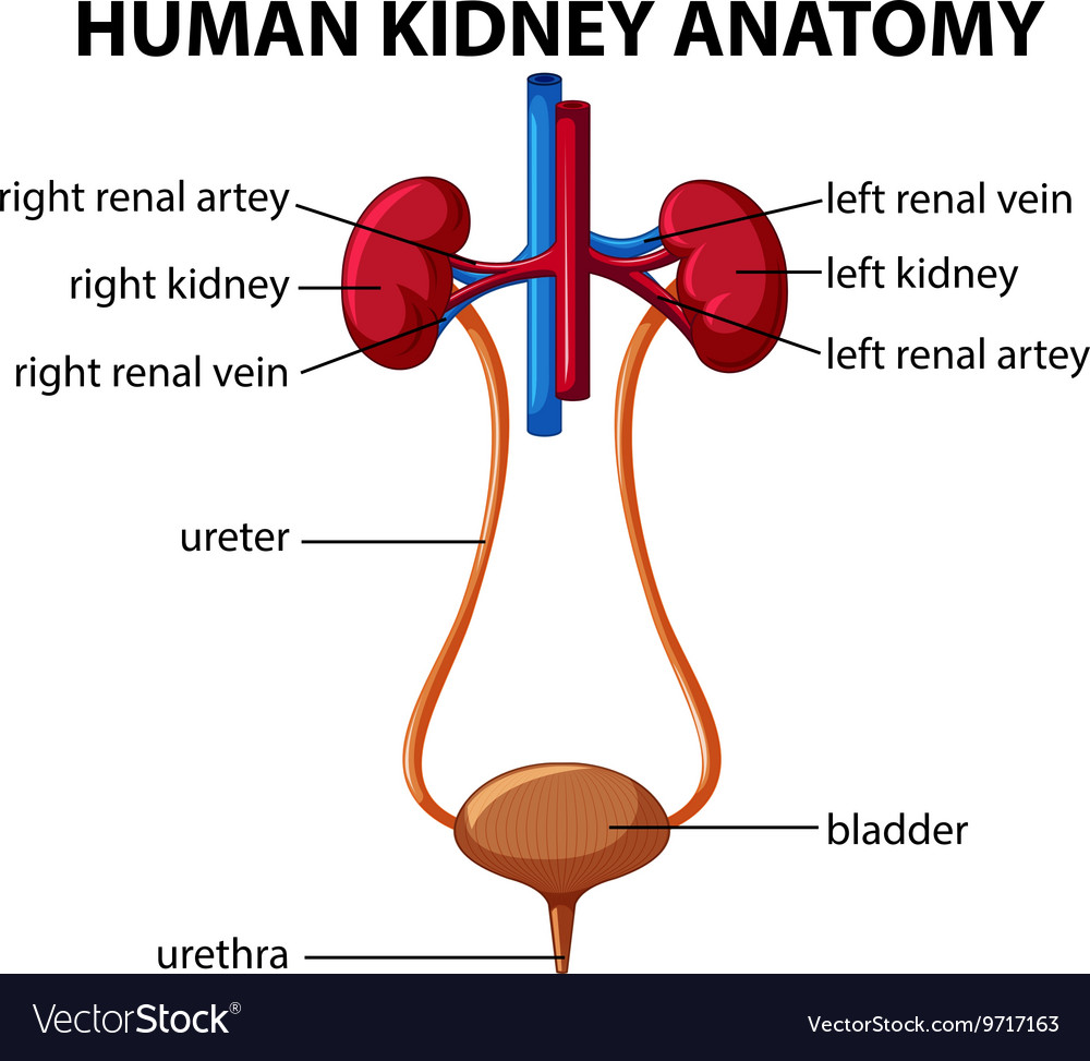 Diagram Of The Kidney And Label