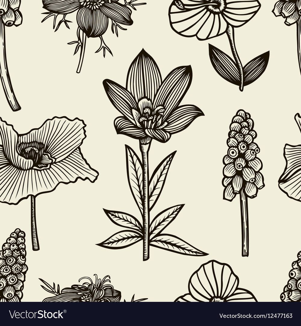 Seamless pattern with pine cones Royalty Free Vector Image