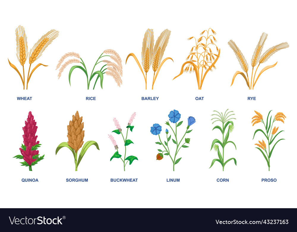 Set of different cereal plants Royalty Free Vector Image