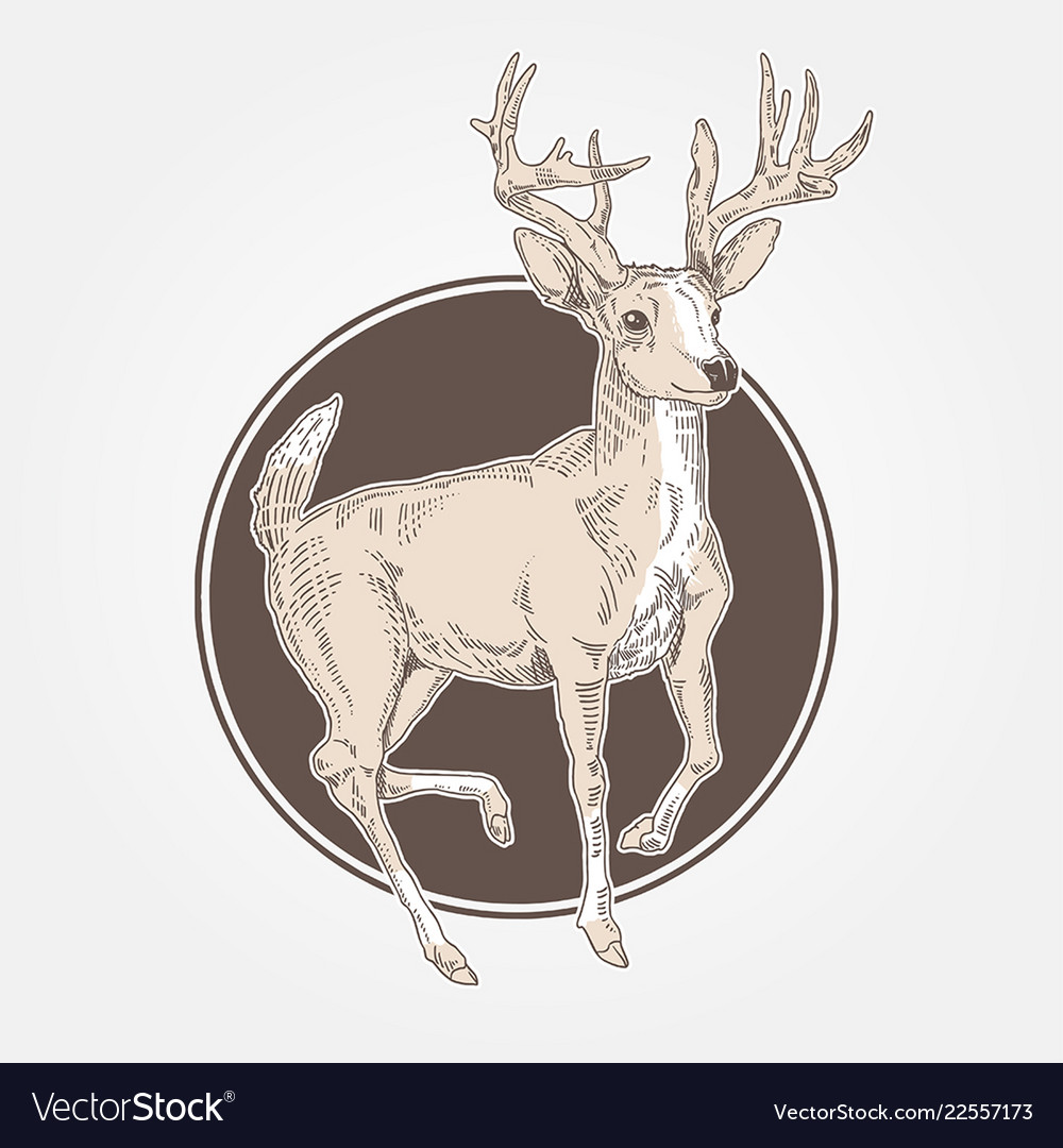 Deer vintage engraved vector image Deer vintage engraved