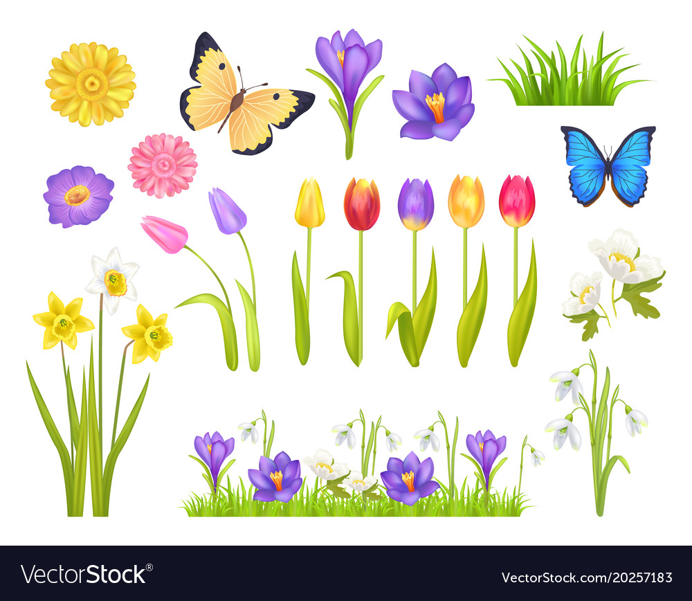 Flowers and butterflies set Royalty Free Vector Image