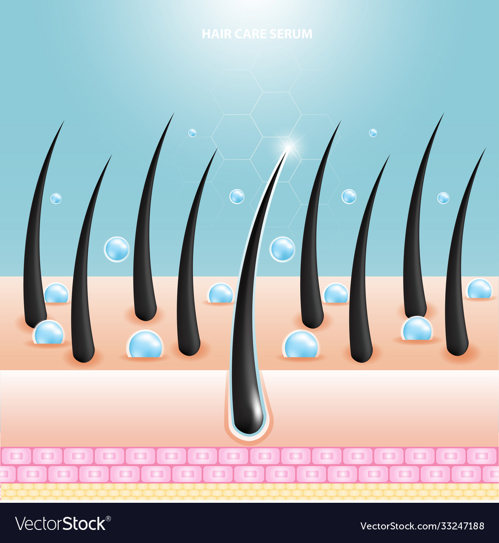 Hair care serum follicle diagnostics anatomy skin Vector Image