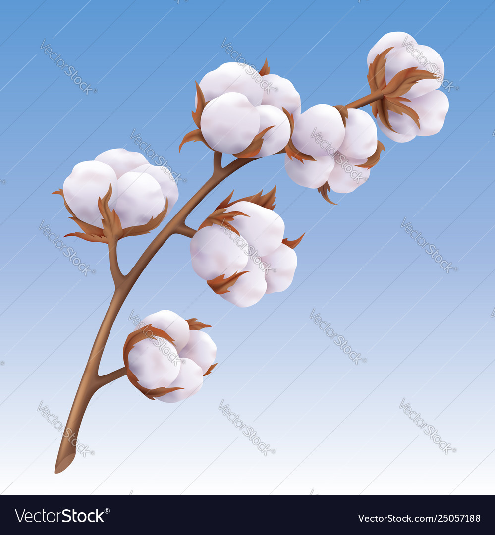 Realistische Baumwollbranch auf Blau
