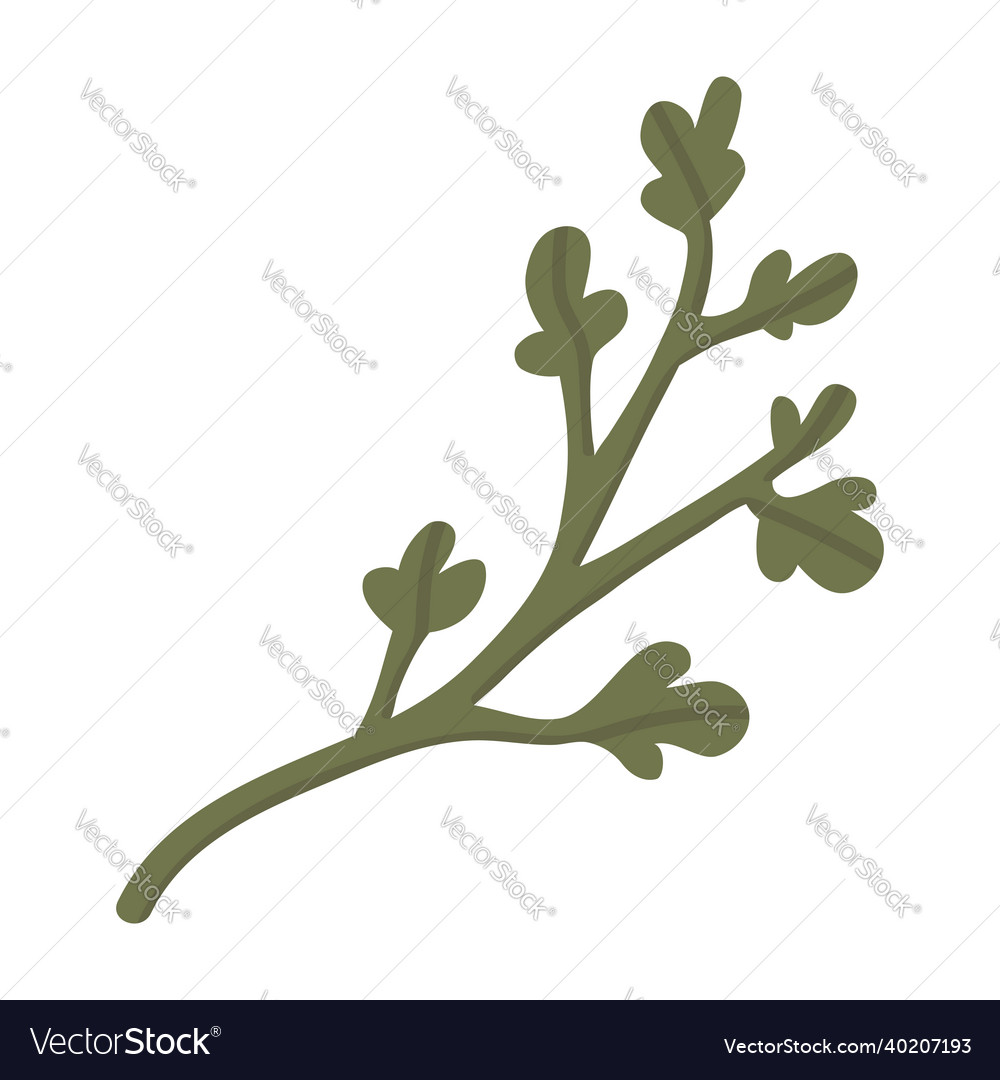 Isolated element a branch of greenery vector image Isolated element a branch of greenery