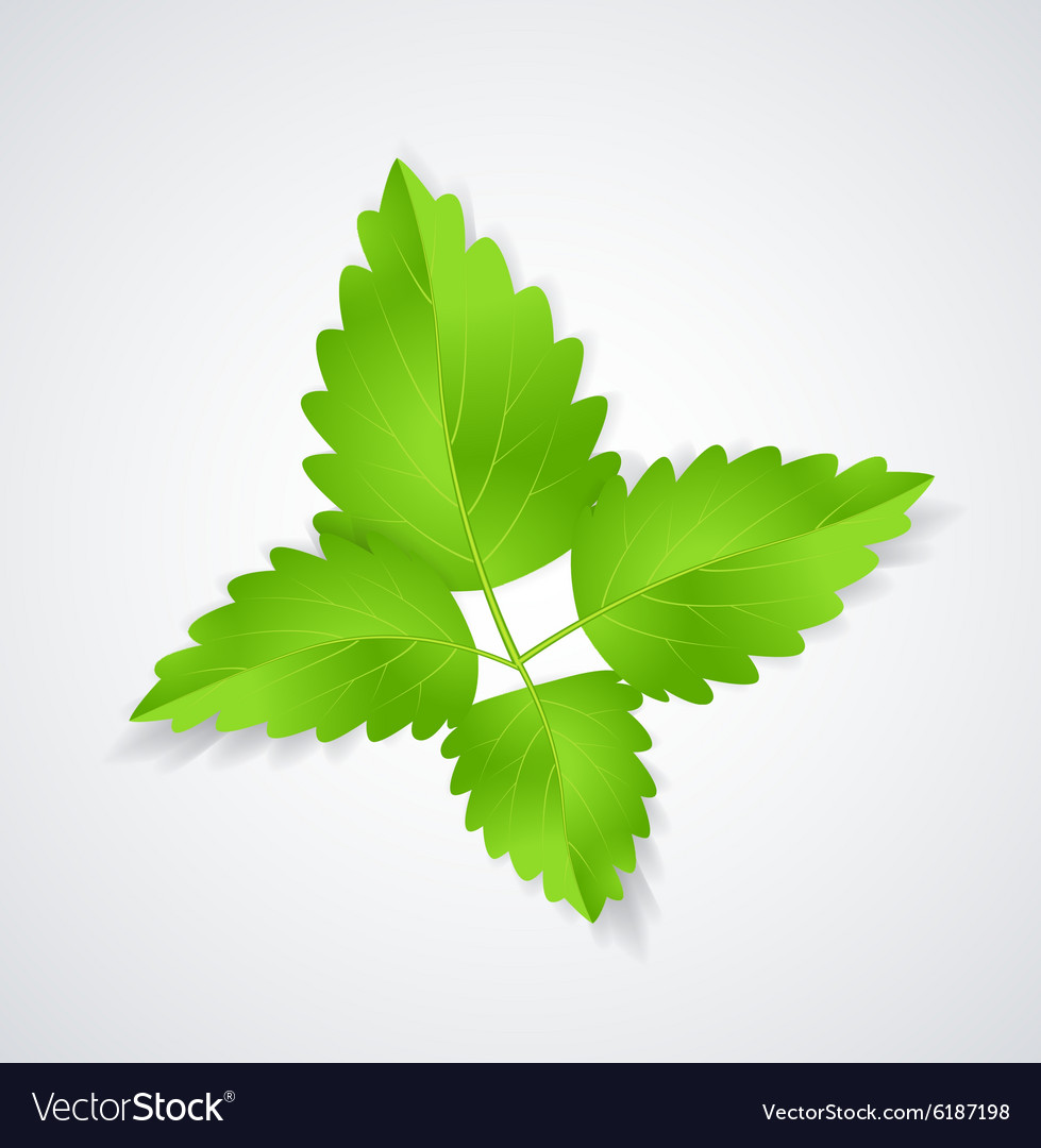 Mint leaves Royalty Free Vector Image VectorStock