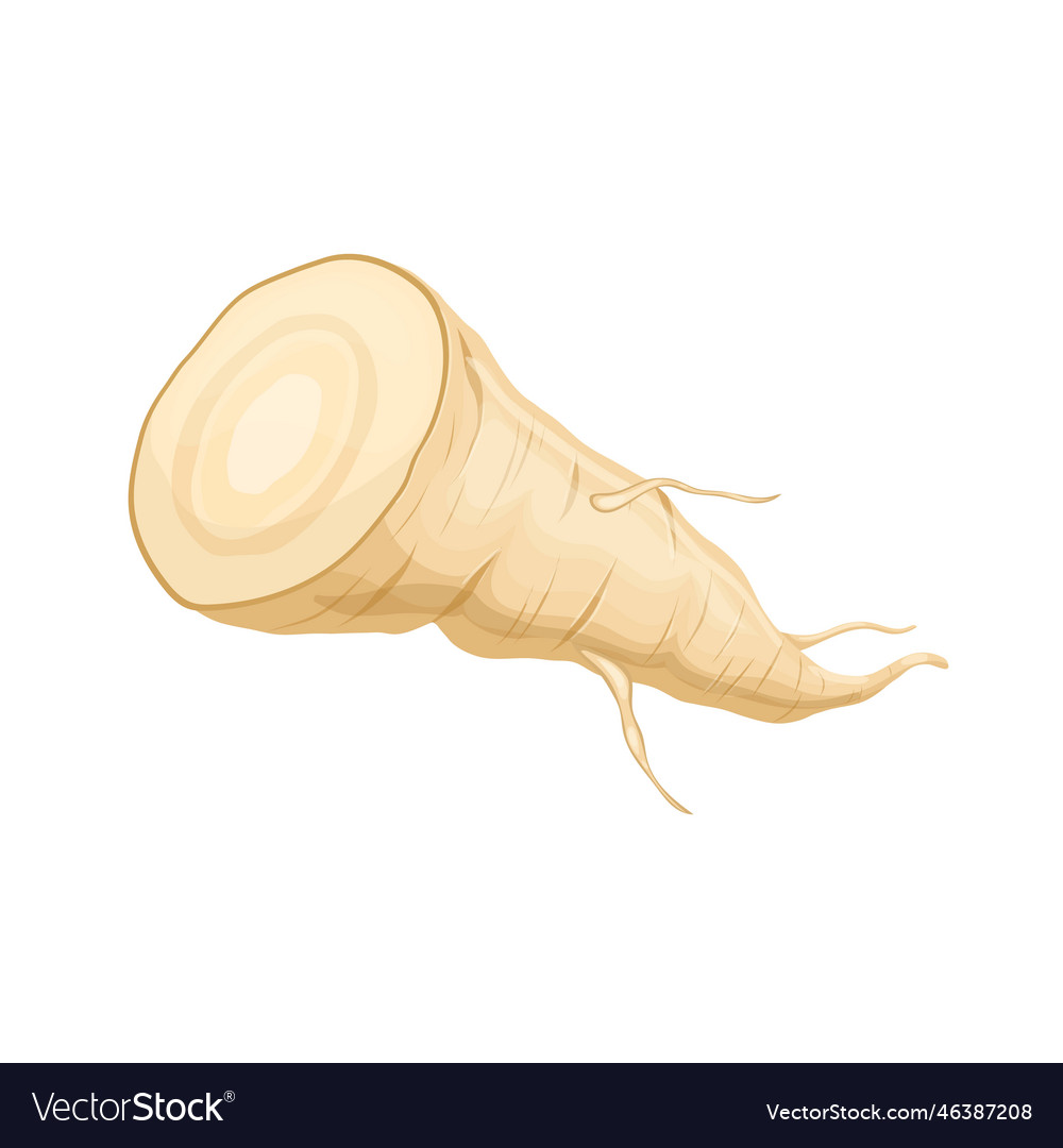 Parsnip root slice cartoon Vector Image Parsnip root slice cartoon