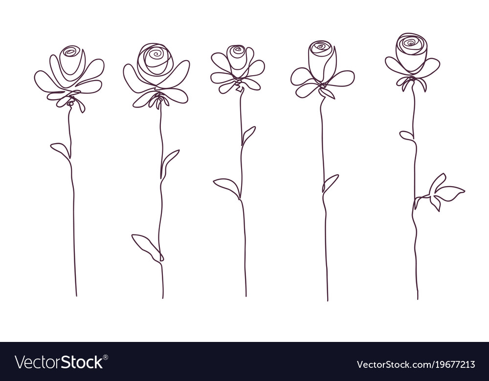 Roses collection of isolated rose flower sketch