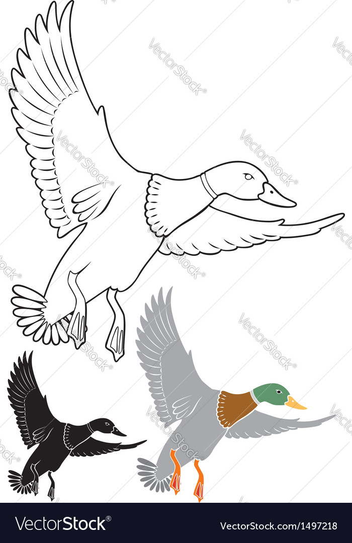 Duck Royalty Free Vector Image - Vectorstock