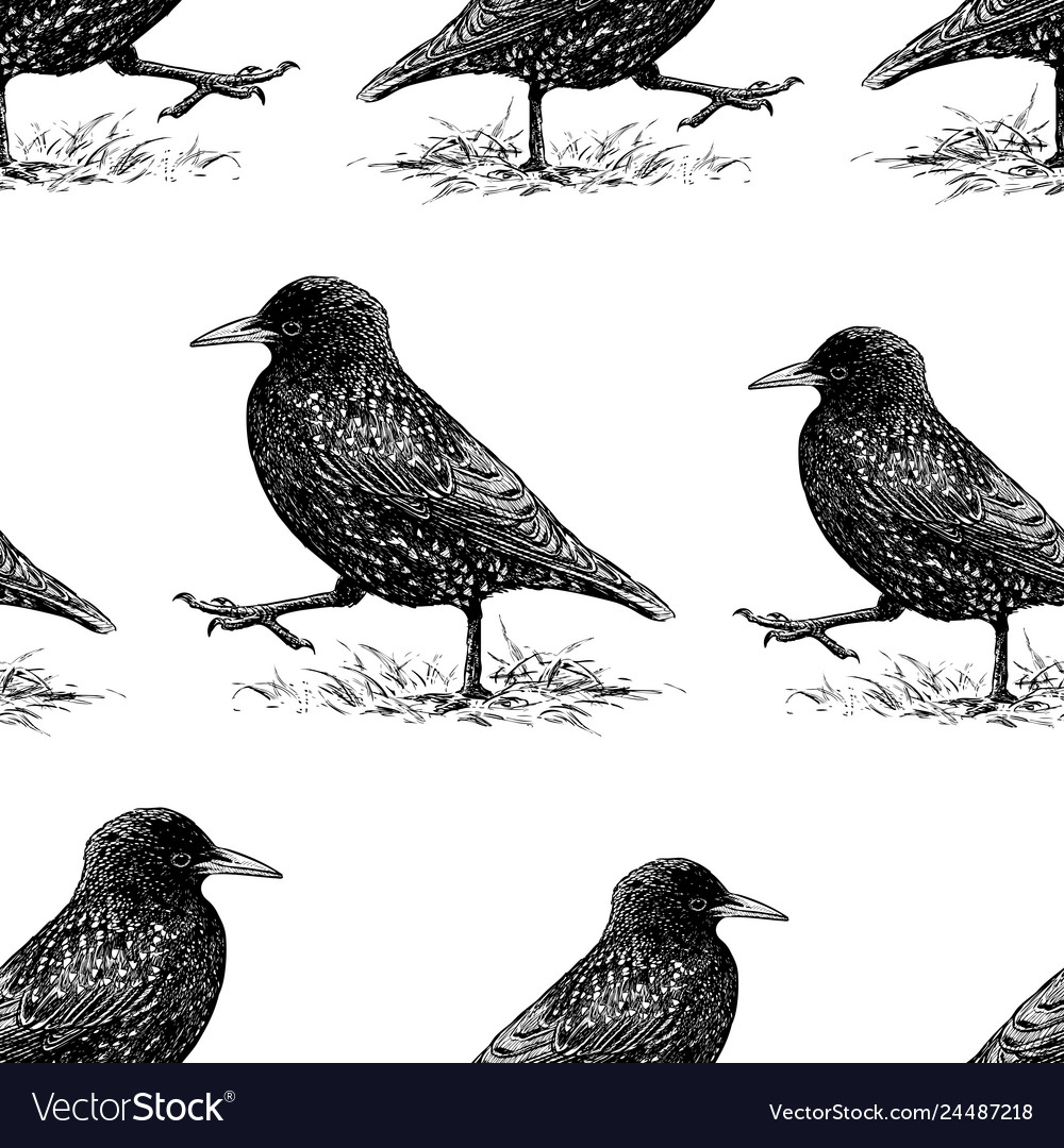 Seamless background of striding starlings