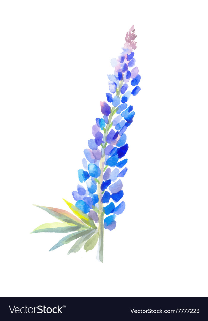 watercolour lupins