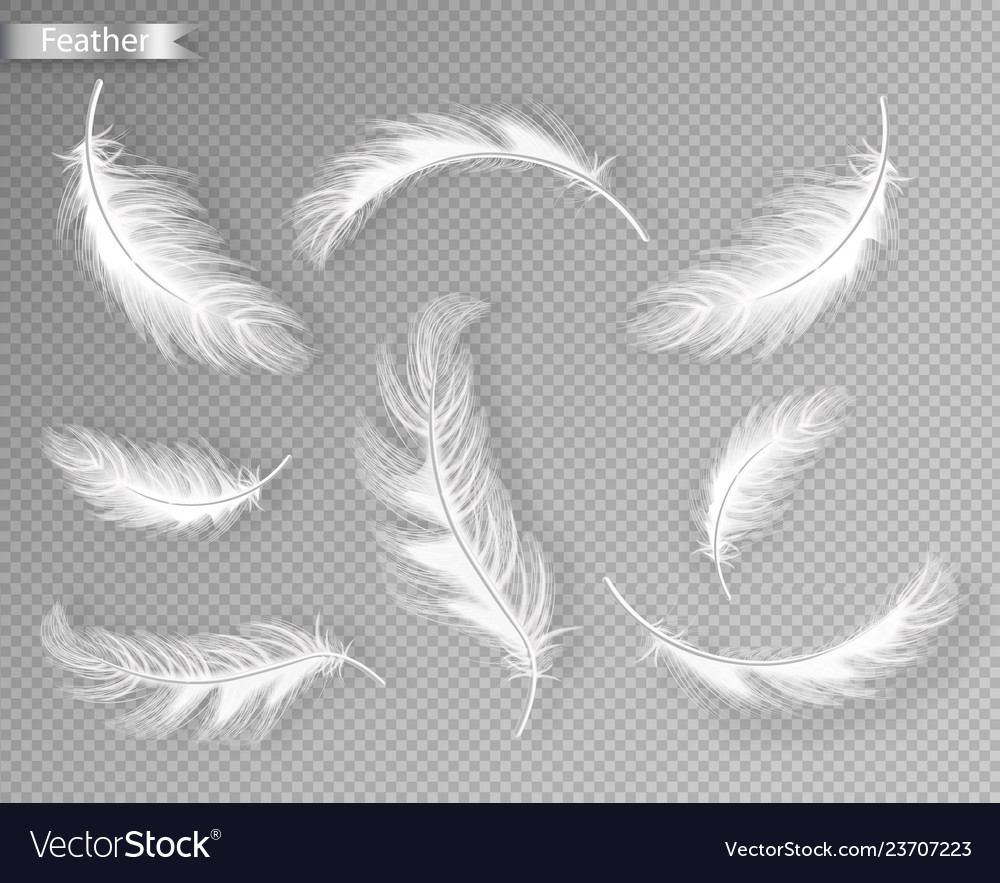 White feathers set collection realistic Royalty Free Vector