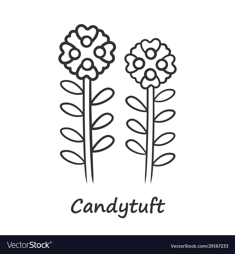 Candytuft linear icon thin line aster garden vector image Candytuft linear icon thin line aster garden