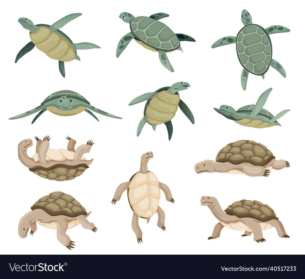 Turtles in various poses characters collection