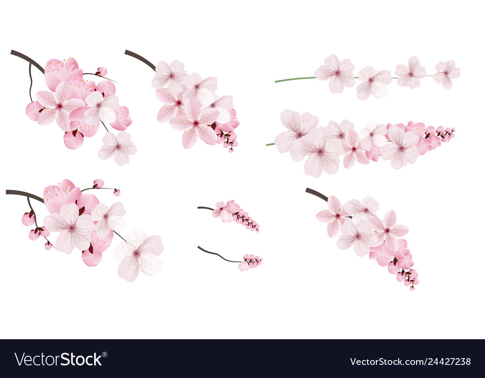 Delicate Pink Sakura Blossoms