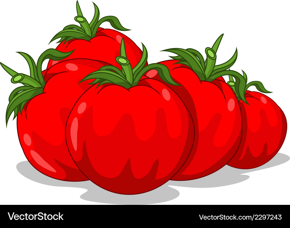 Fresh red tomatoes Royalty Free Vector Image - VectorStock