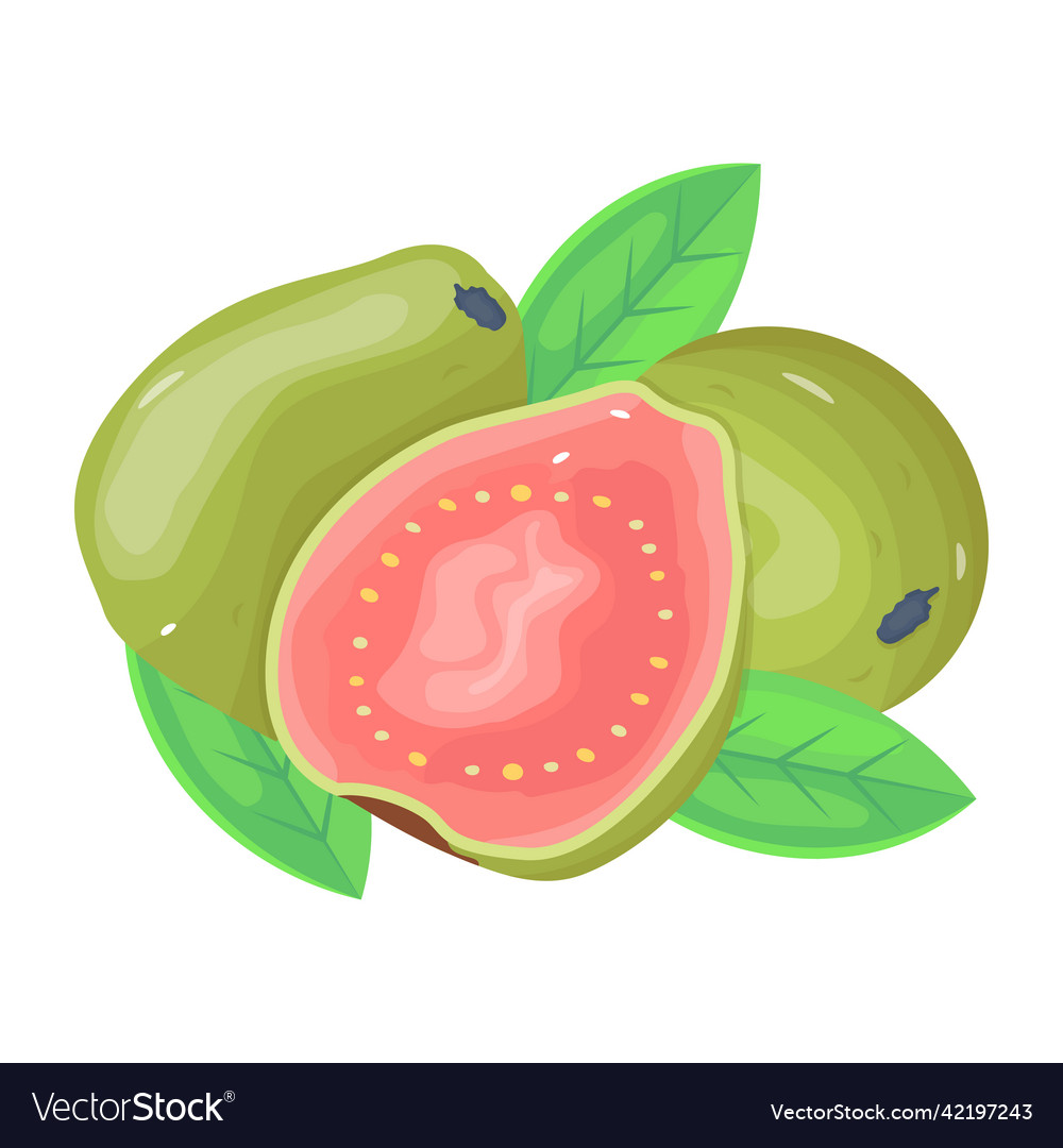 Guavas Royalty Free Vector Image - VectorStock