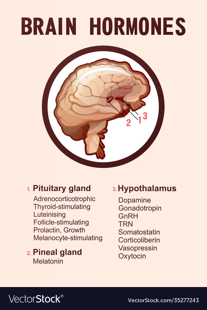 human-brain-hormones-information-poster-royalty-free-vector