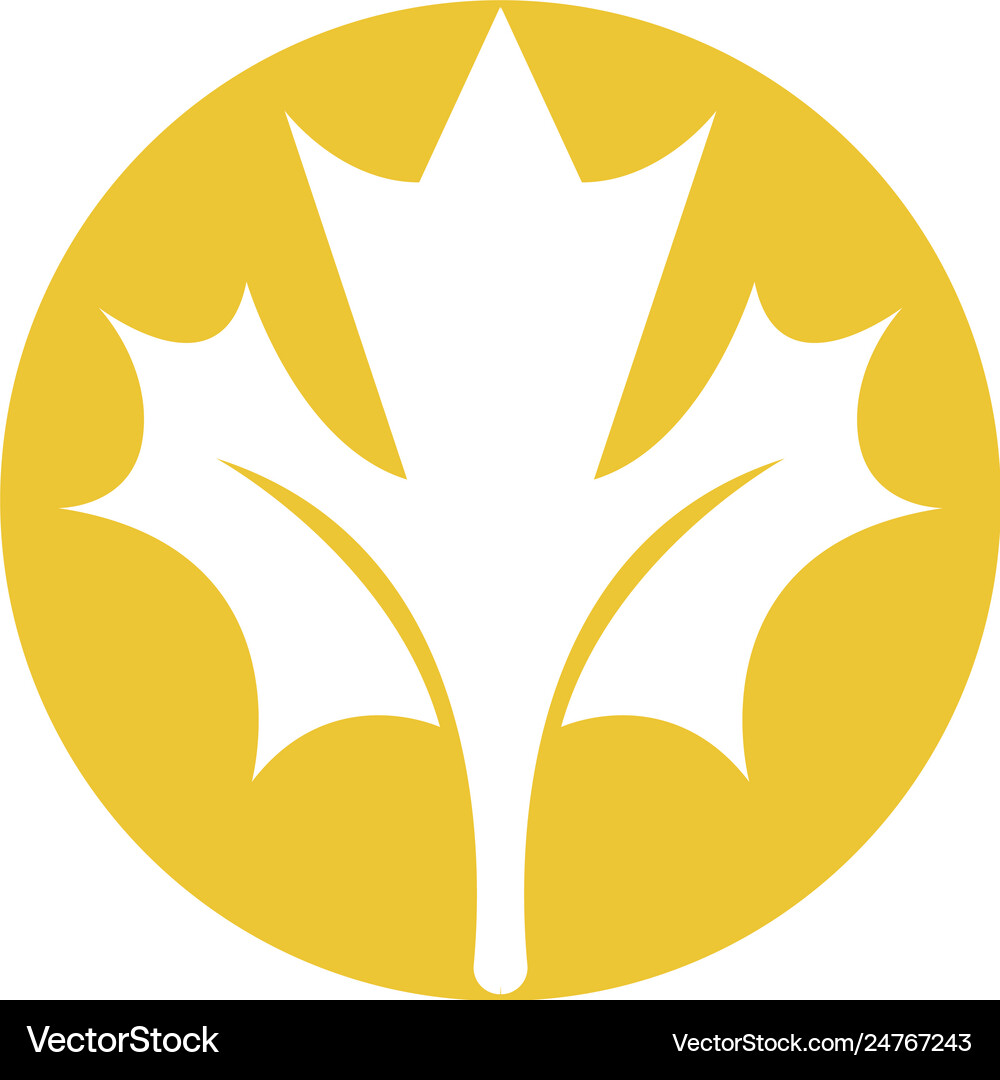 Maple leaf Royalty Free Vector Image - VectorStock